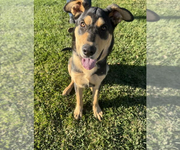 Medium Photo #2 Shepweiller Puppy For Sale in Dana Point, CA, USA