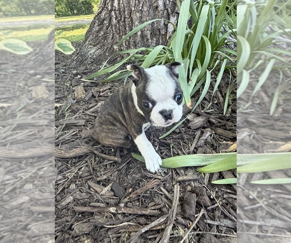 Medium Photo #5 Boston Terrier Puppy For Sale in FREDONIA, KS, USA
