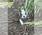 Small #4 Boston Terrier