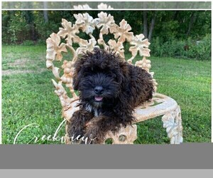 Schnoodle (Miniature) Puppy for sale in NIANGUA, MO, USA