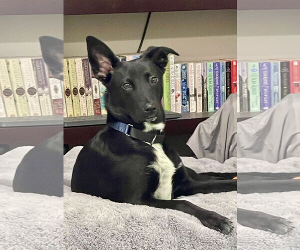 Medium Photo #8 Border Collie-Unknown Mix Puppy For Sale in Hillsboro, MO, USA