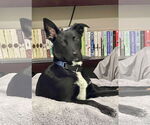 Small #7 Border Collie Mix