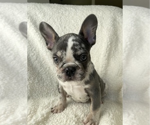 French Bulldog Puppy for sale in SACRAMENTO, CA, USA