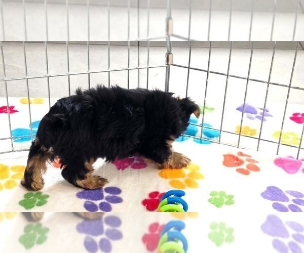 Medium Photo #7 Yorkshire Terrier Puppy For Sale in ORO VALLEY, AZ, USA