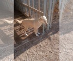 Small #2 Collie-Labrador Retriever Mix