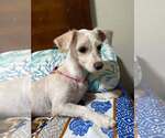 Small #4 Shih Tzu Mix