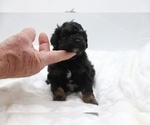 Small #15 Cockapoo