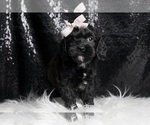 Puppy Cheyenne F1 Cavapoo