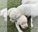 Small Photo #9 Labrador Retriever Puppy For Sale in CLINTONVILLE, WI, USA