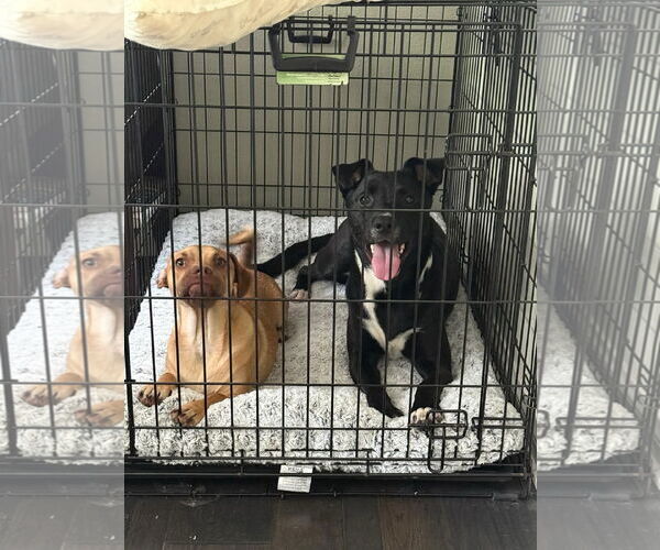 Medium Photo #3 Daug Puppy For Sale in Escondido, CA, USA