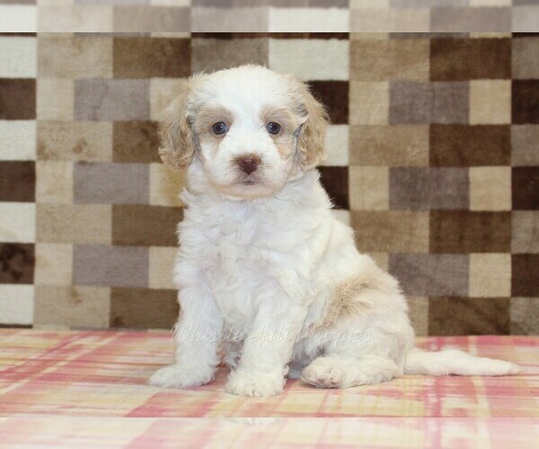 Medium Photo #1 Bernedoodle (Miniature) Puppy For Sale in DENVER, PA, USA