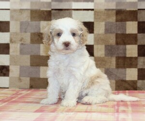 Bernedoodle (Miniature) Puppy for sale in DENVER, PA, USA