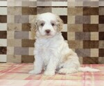 Small Bernedoodle (Miniature)