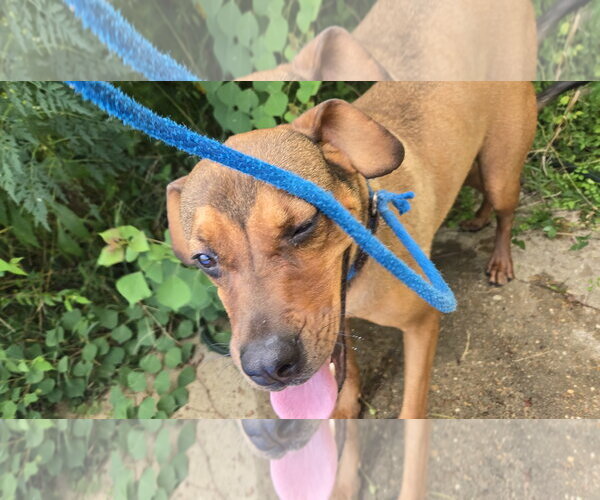 Medium Photo #3 Boxer-Unknown Mix Puppy For Sale in Jackson, MS, USA