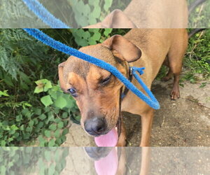 Charlie - Female Boxer-Unknown Mix Dog for Adoption - Photo #3