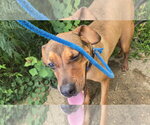 Small #2 Boxer Mix