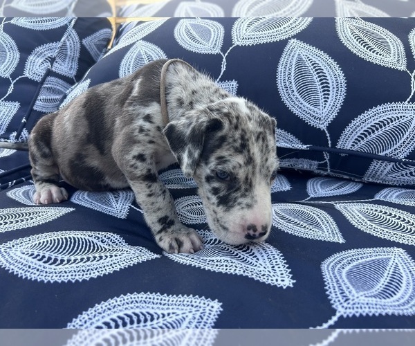 Medium Photo #13 Great Dane Puppy For Sale in WILLIS, TX, USA