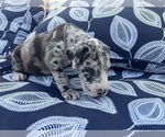 Small #2 Great Dane