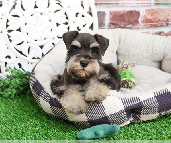 Medium Photo #1 Schnauzer (Miniature) Puppy For Sale in SYRACUSE, IN, USA