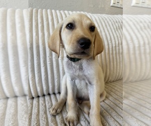 Medium Labrador Retriever