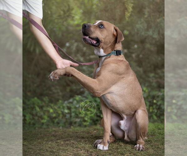 Medium Photo #3 Boxer-Mastiff Mix Puppy For Sale in Marina Del Rey, CA, USA