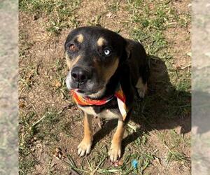 Medium Rottweiler