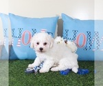 Small #2 Bichon Frise