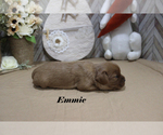 Small #8 Cavalier King Charles Spaniel