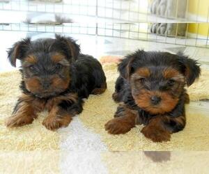 Yorkshire Terrier Puppy for sale in HAMMOND, IN, USA