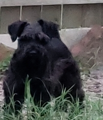 Father of the Schnauzer (Miniature) puppies born on 07/21/2018