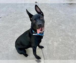 German Shepherd Dog-Unknown Mix Dogs for adoption in Martinez, CA, USA