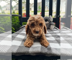 Goldendoodle (Miniature) Puppy for sale in INDIANAPOLIS, IN, USA