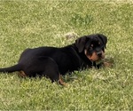 Small Photo #11 Rottweiler Puppy For Sale in LOUISVILLE, KY, USA