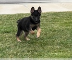 Small Photo #15 German Shepherd Dog Puppy For Sale in JURUPA VALLEY, CA, USA