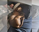 Small #3 American Pit Bull Terrier-Chocolate Labrador retriever Mix