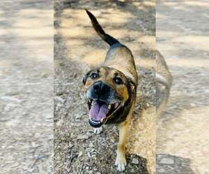 Mutt Dogs for adoption in Clarkesville, GA, USA