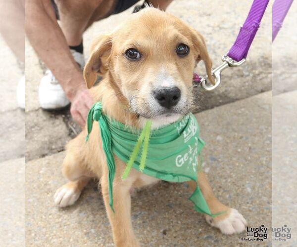 Medium Photo #3 Labrador Retriever-Unknown Mix Puppy For Sale in Washington, DC, USA