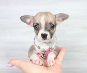 Chihuahua Puppy for Sale in LAS VEGAS, Nevada USA