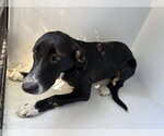 DRACULARA - Female Labrador Retriever-Unknown Mix Dog for Adoption - Small photo