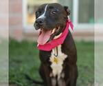 Small Bull Terrier Mix