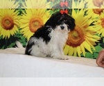 Bubbles - Female Goldendoodle (Miniature) Puppy for Sale - Photo #16