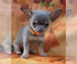 Small Photo #5 Chihuahua Puppy For Sale in HOMERVILLE, GA, USA