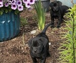 Small #3 Labrador Retriever