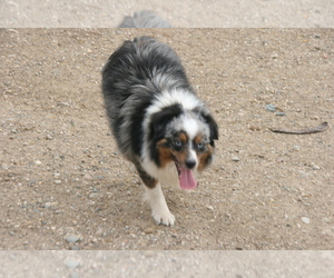 Father of the Miniature Australian Shepherd puppies born on 03/12/2026