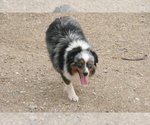 Small Photo #1 Miniature Australian Shepherd Puppy For Sale in FAIRVIEW, SD, USA