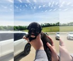 Small #11 Boxer