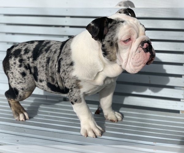 Medium Photo #6 English Bulldog Puppy For Sale in BLOOMFIELD, NM, USA