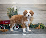 Puppy Taylor Goldendoodle (Miniature)