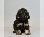 Small #4 Poodle (Toy)-Yorkshire Terrier Mix