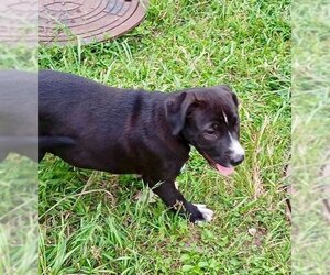 Labrador Retriever-Unknown Mix Dogs for adoption in Oak Bluffs, MA, USA